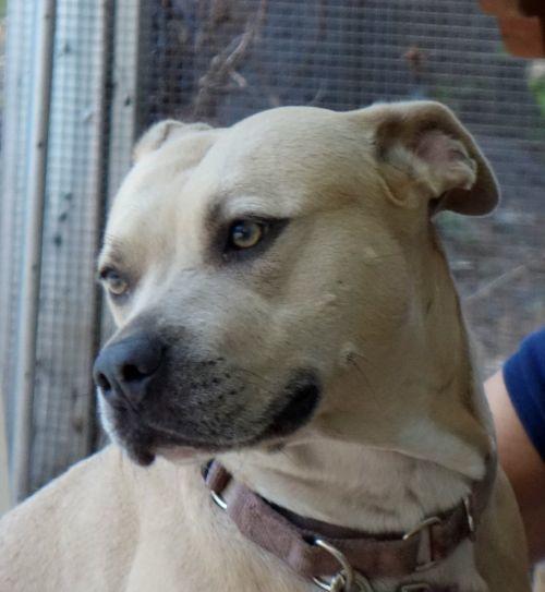 Amelia ~  Affectionate!  Gentle! FETCH! Swimmer!