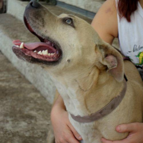 Amelia ~  Affectionate!  Gentle! FETCH! Swimmer!