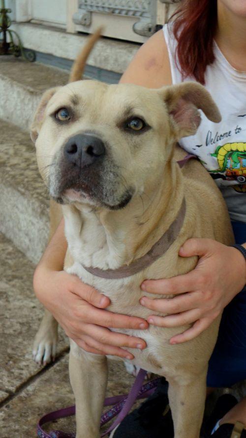 Amelia ~  Affectionate!  Gentle! FETCH! Swimmer!
