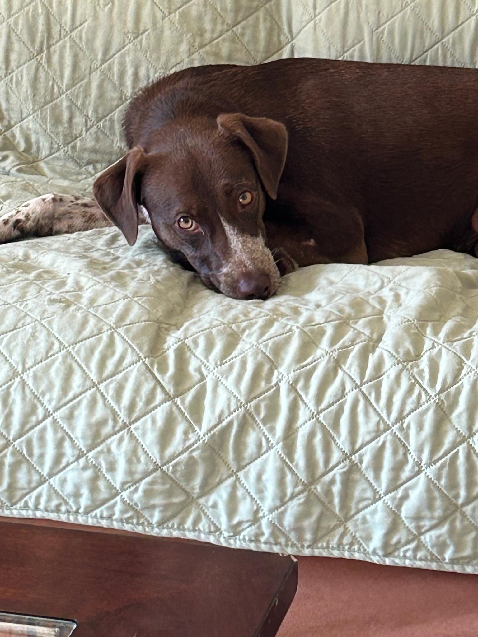 Enlarge Amber, a ADOPTABLE mixed breed in Chesapeake, VA image 2/4