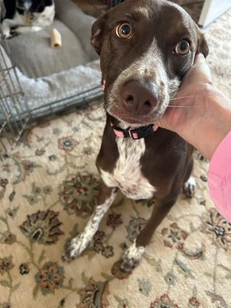 Enlarge Amber, a ADOPTABLE mixed breed in Chesapeake, VA image 3/4