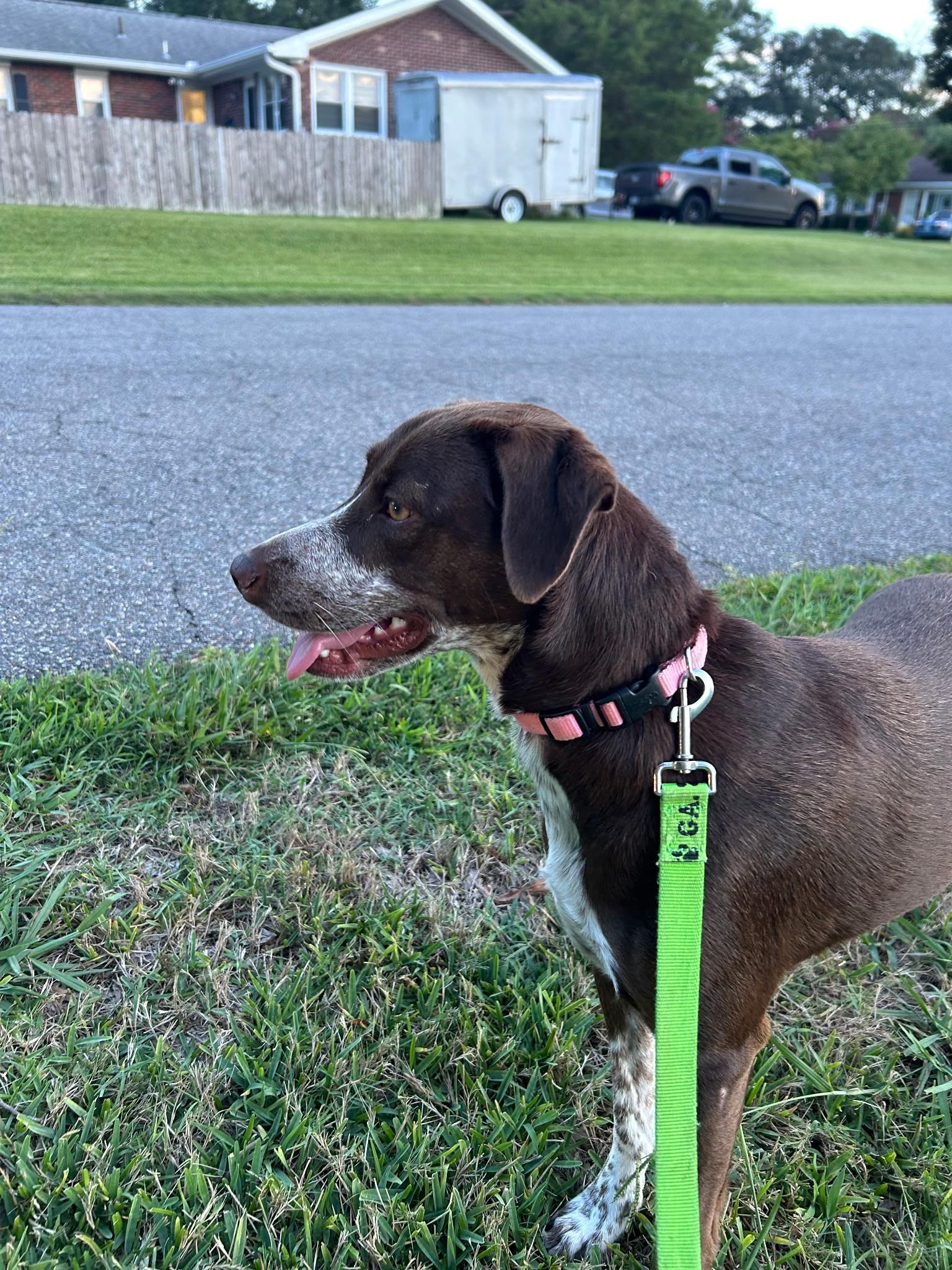 Enlarge Amber, a ADOPTABLE mixed breed in Chesapeake, VA image 1/4
