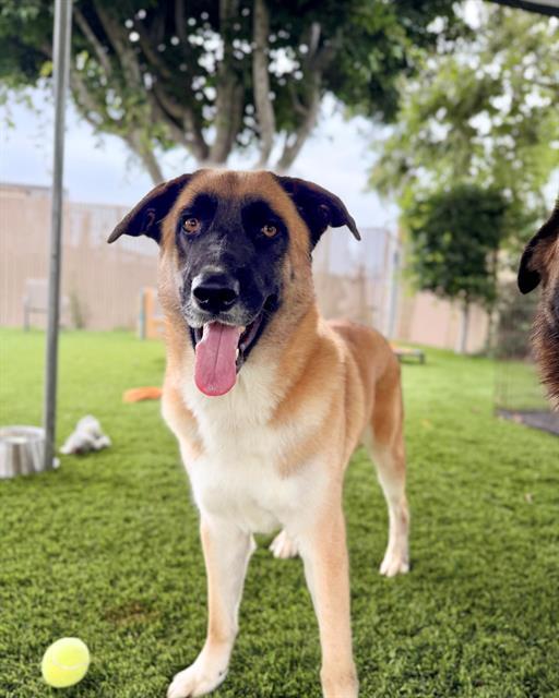 LENNOX, Adoptable, Adult Male Belgian Shepherd / Malinois & Mixed Breed.
