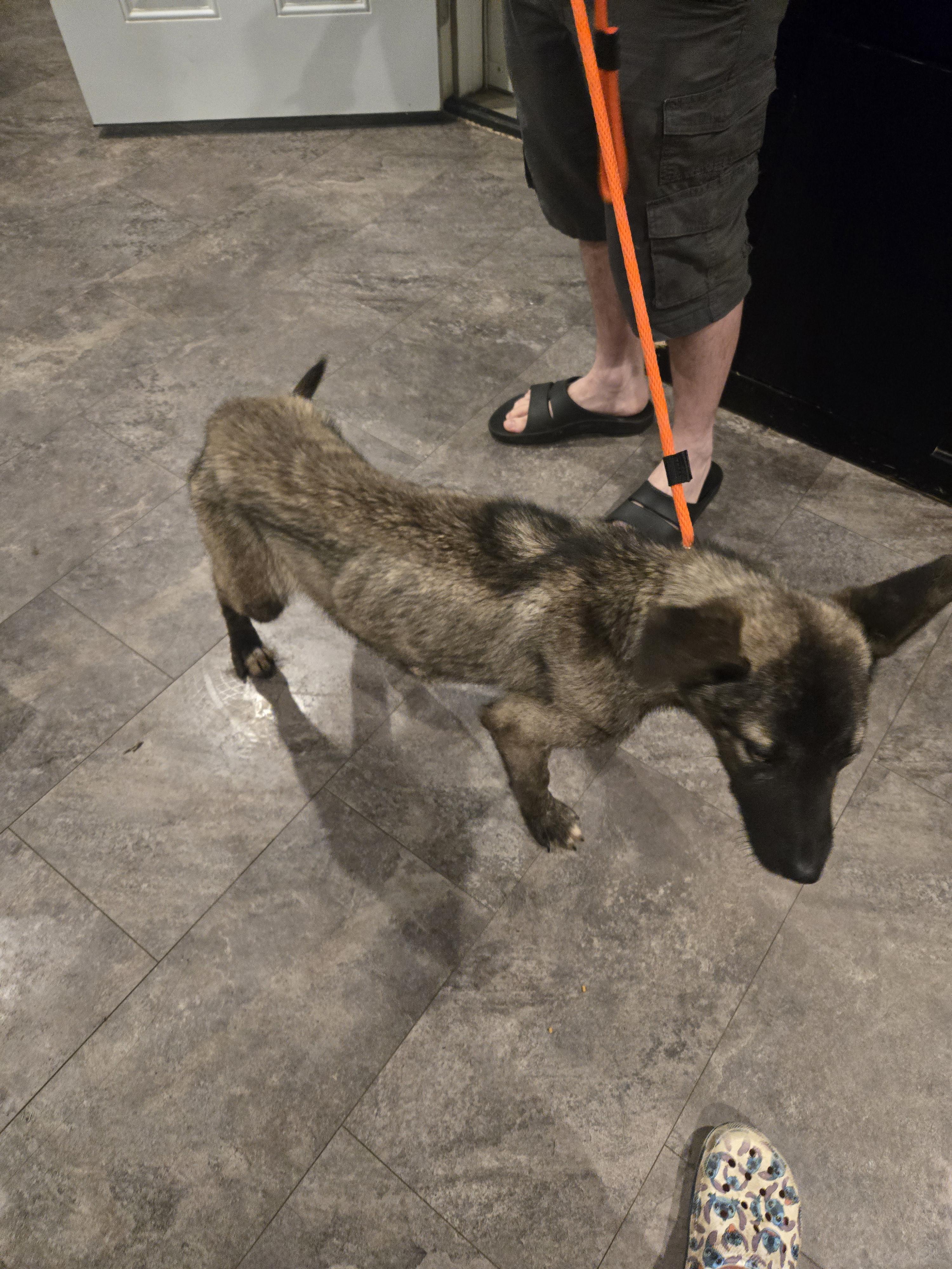 Enlarge Bandit, a Adopted mixed breed in Cattaraugus, NY image 1/6