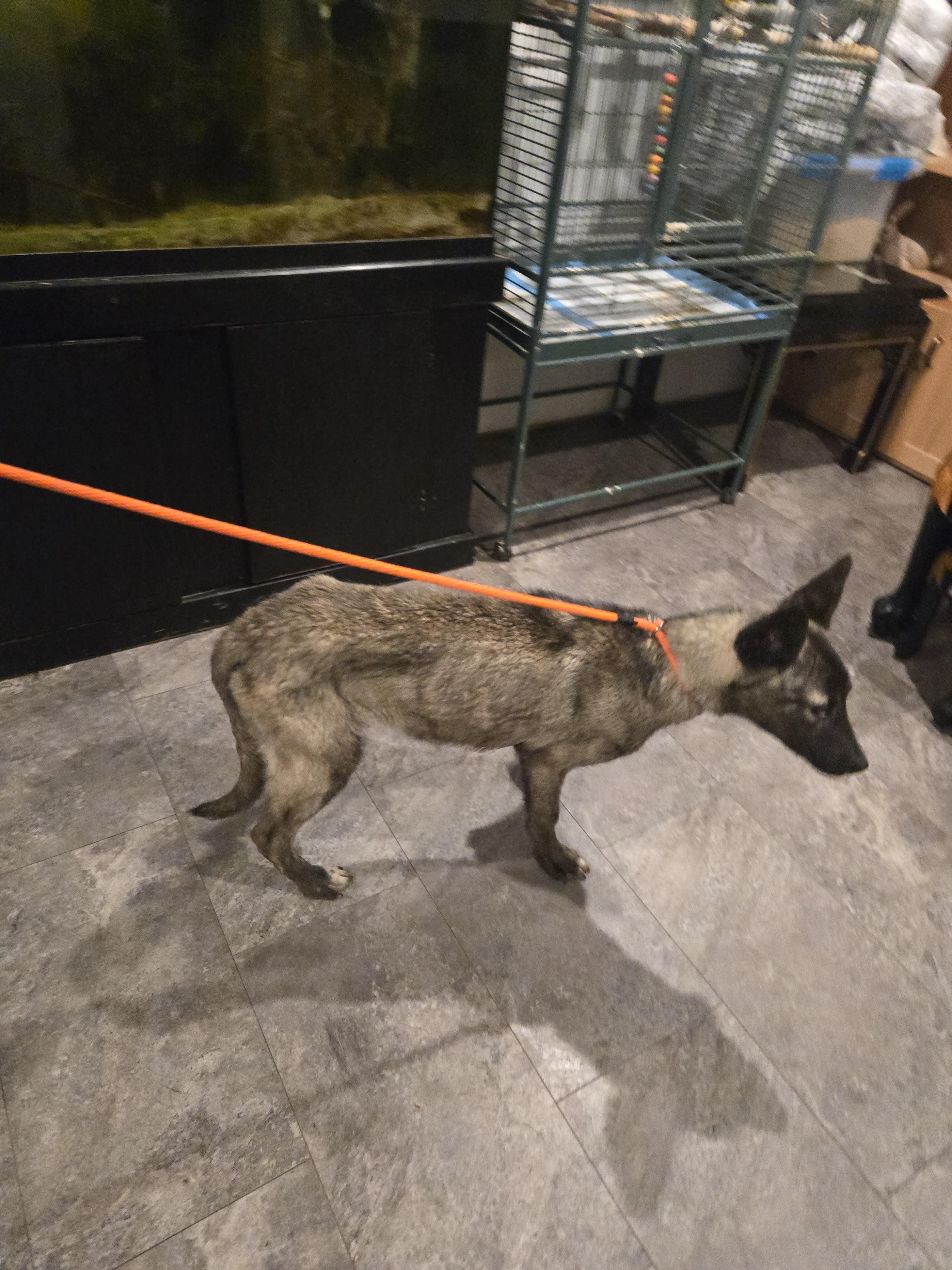 Enlarge Bandit, a Adopted mixed breed in Cattaraugus, NY image 2/6