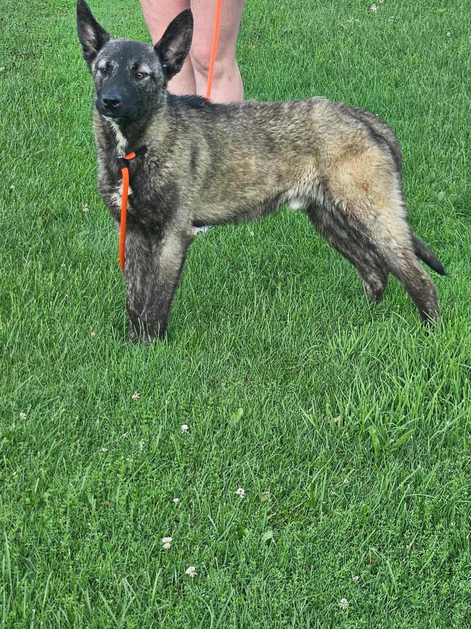 Enlarge Bandit, a Adopted mixed breed in Cattaraugus, NY image 5/6
