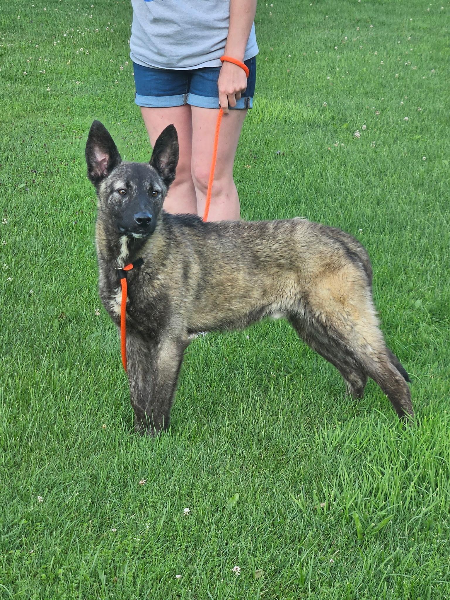 Enlarge Bandit, a Adopted mixed breed in Cattaraugus, NY image 6/6