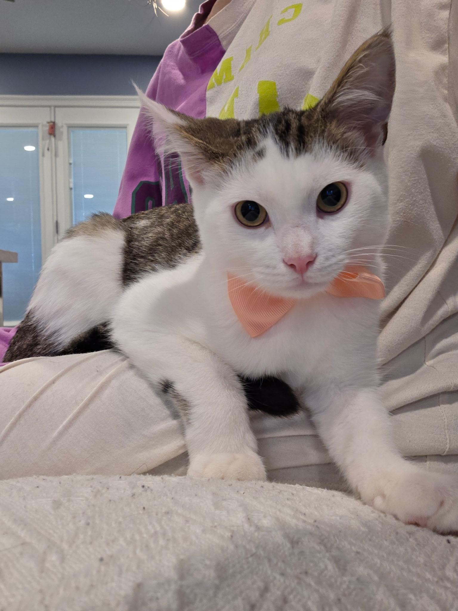 Pencils, Adoptable, Kitten Male Domestic Short Hair.