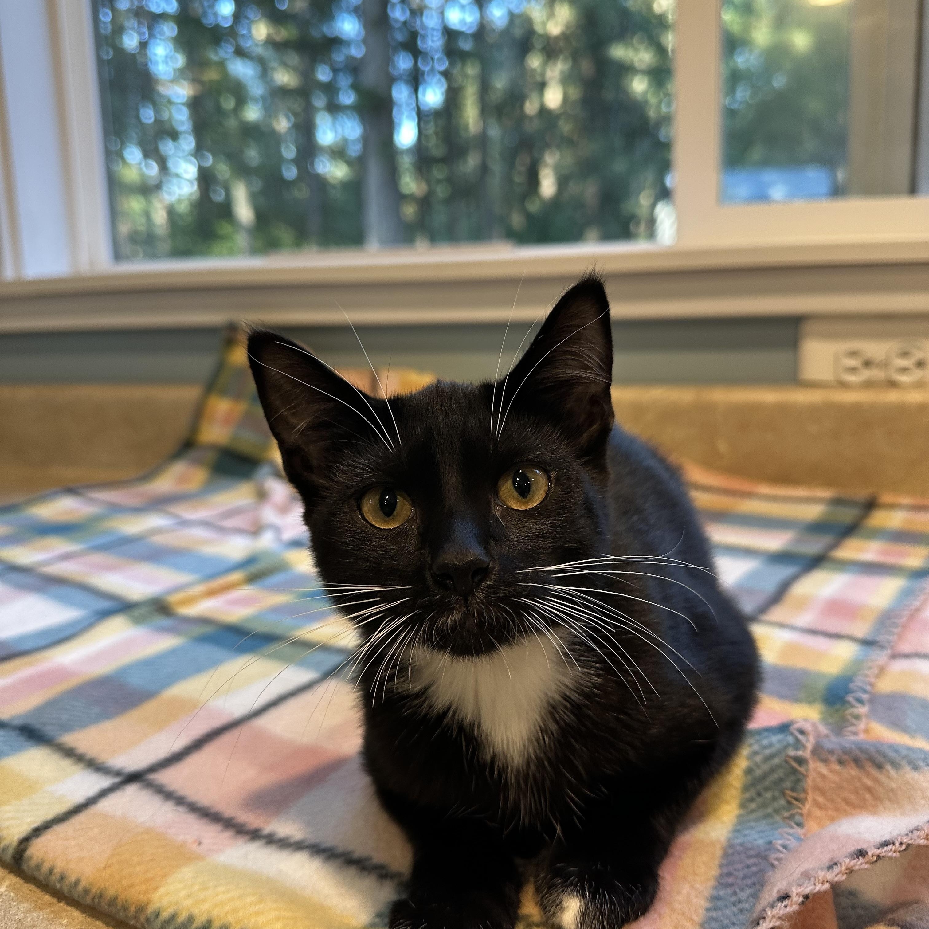 Enlarge Keys, a Adoptable American Shorthair in Eatonville, WA image 1/5