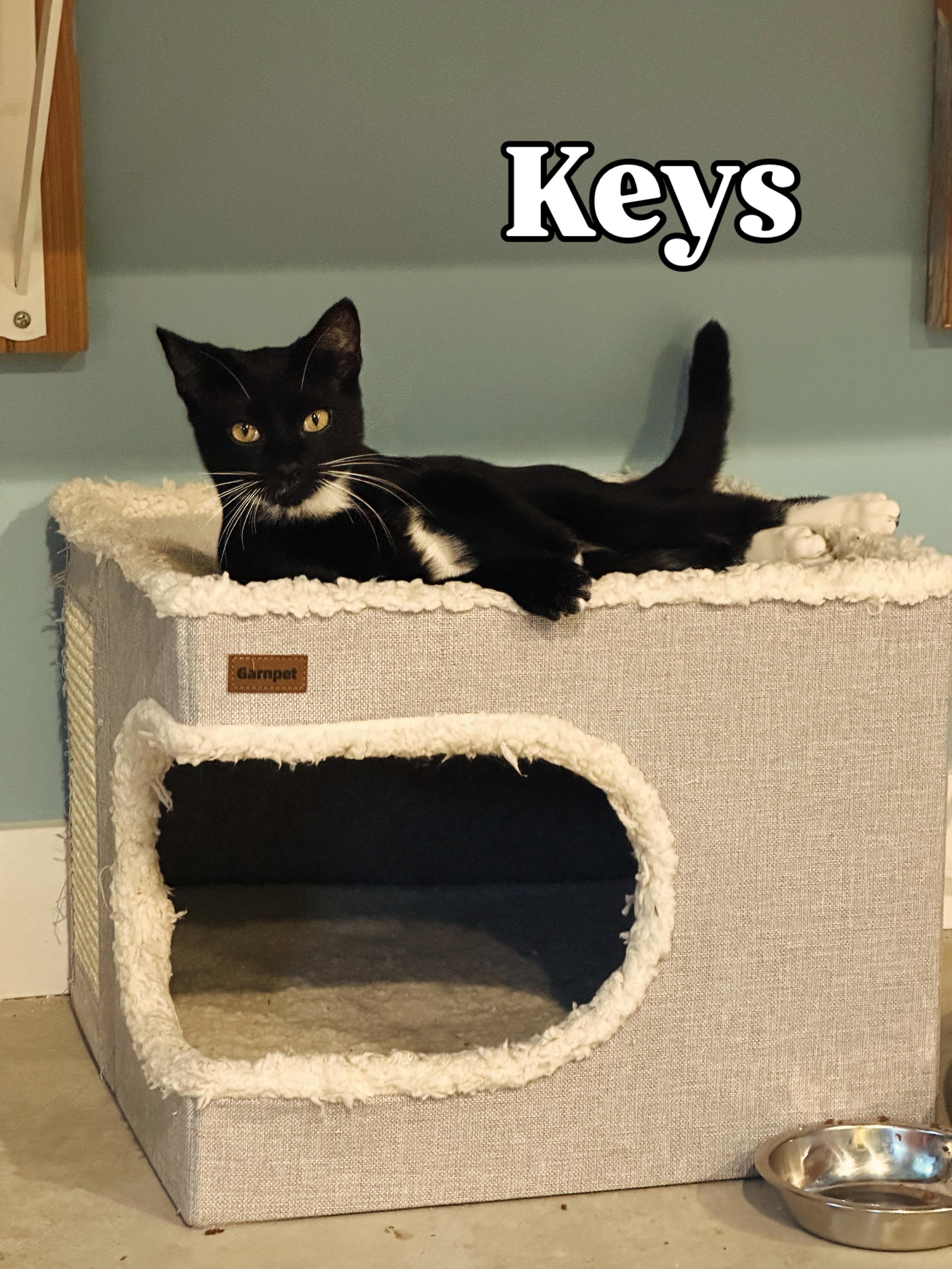Keys, an adoptable American Shorthair in Eatonville, WA, 98328 | Photo Image 3