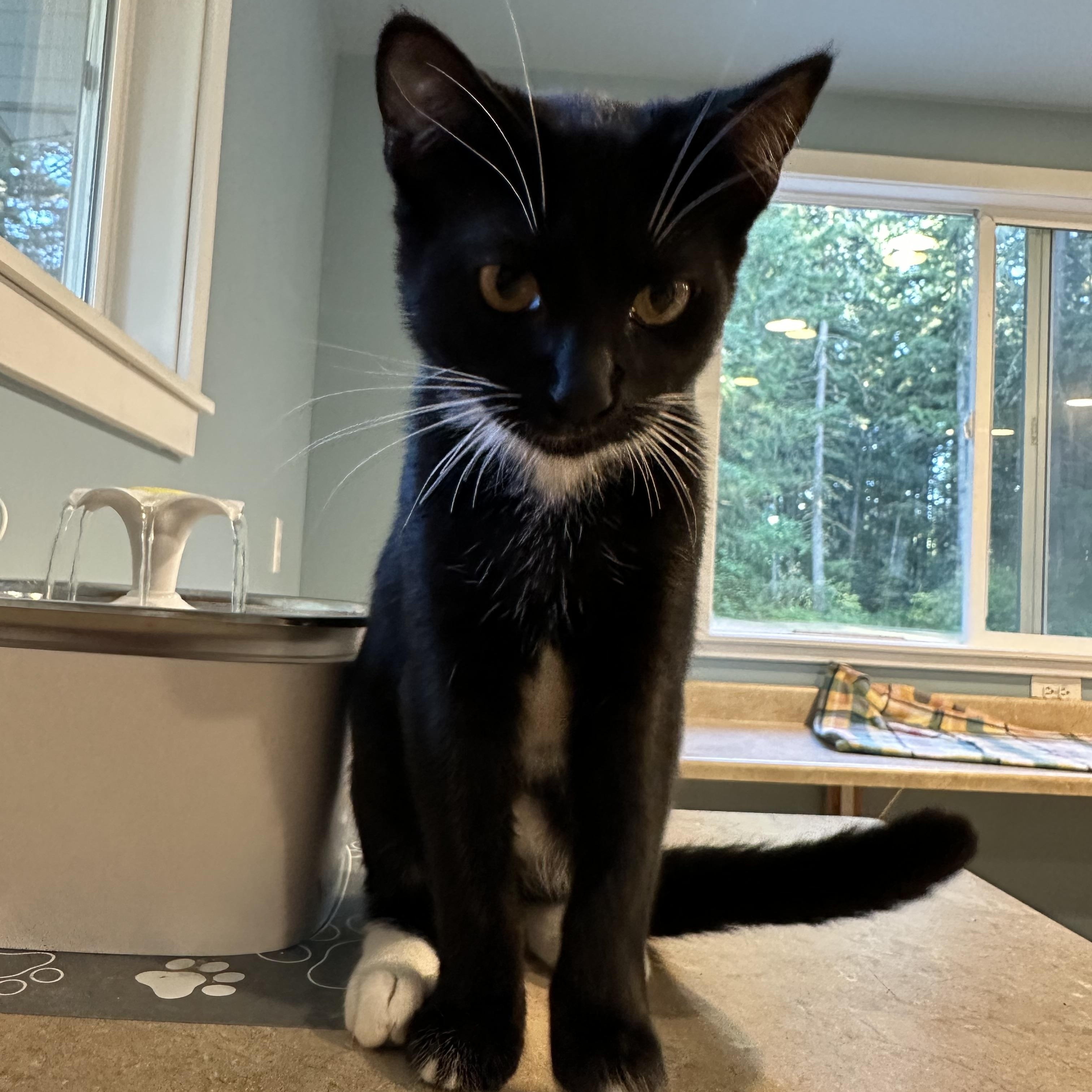 Keys, an adoptable American Shorthair in Eatonville, WA, 98328 | Photo Image 5