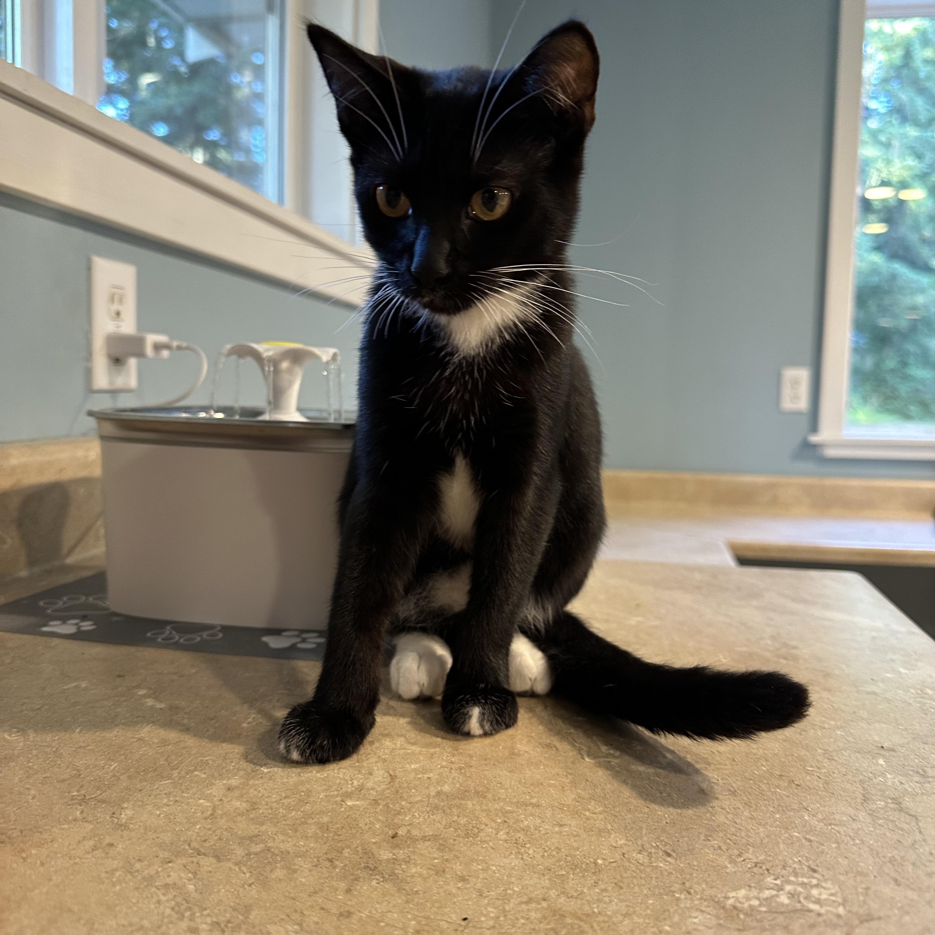 Enlarge Keys, a Adoptable American Shorthair in Eatonville, WA image 3/5