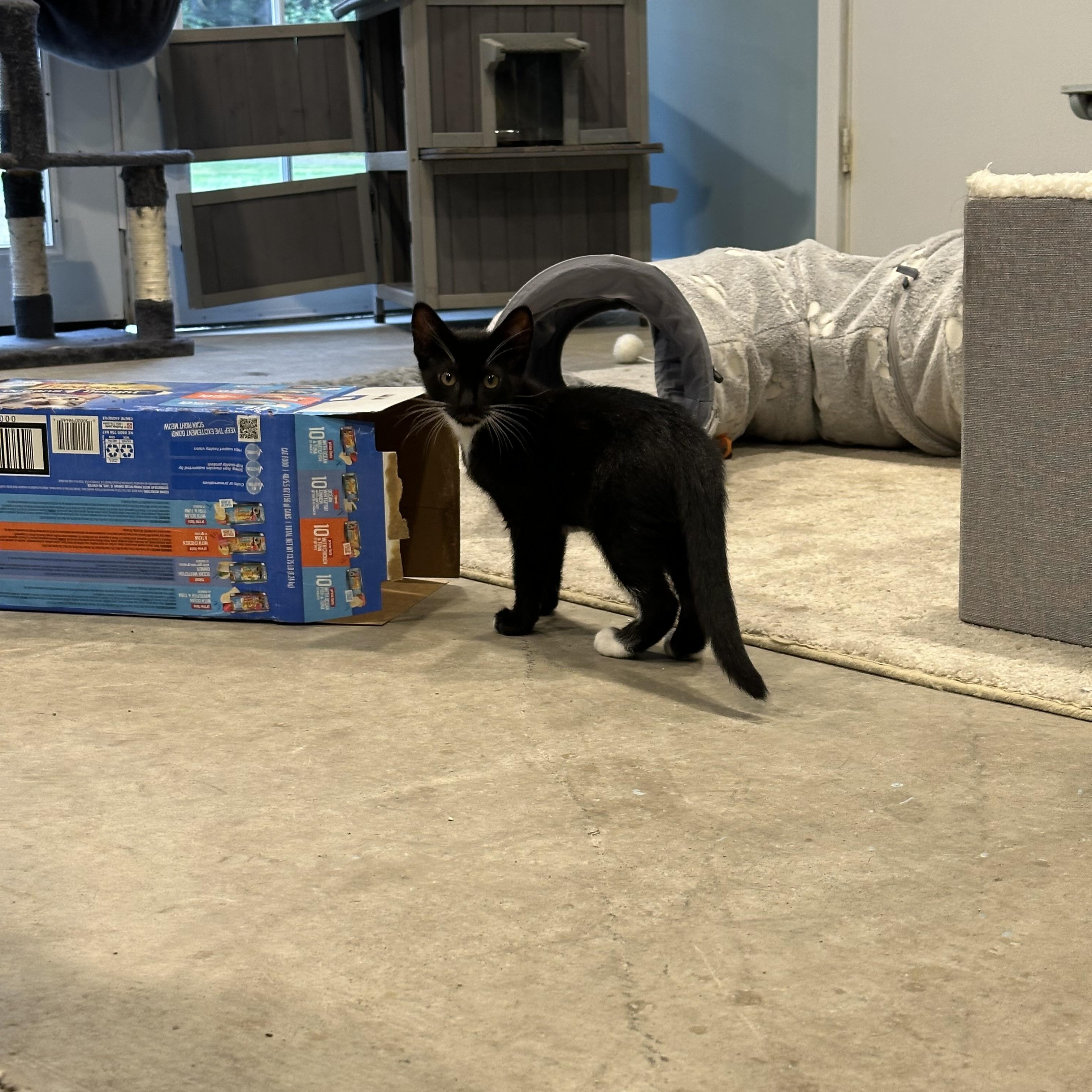 Enlarge Keys, a Adoptable American Shorthair in Eatonville, WA image 4/5