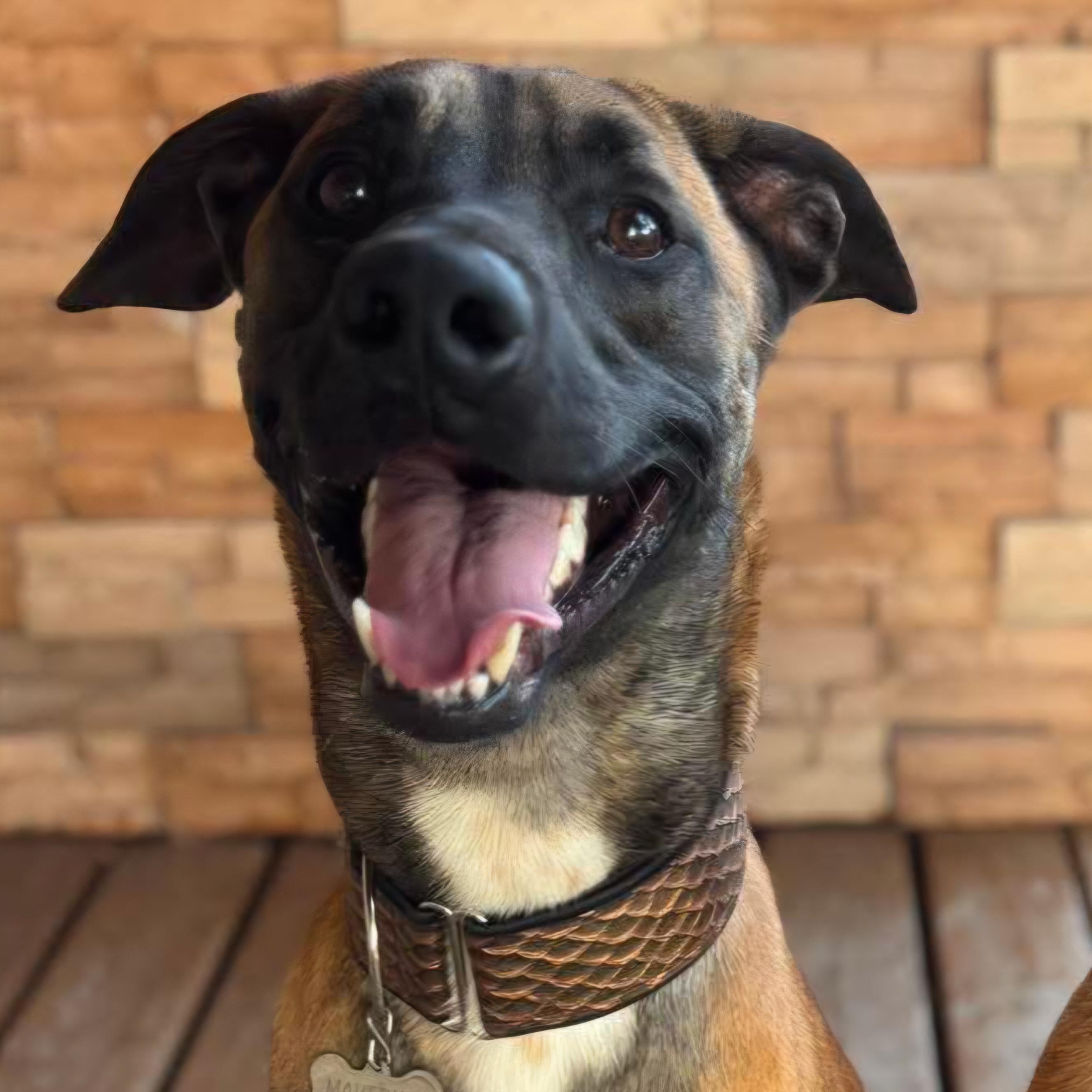 Maverick, ADOPTABLE, Young Male Belgian Shepherd / Malinois & Dutch Shepherd.