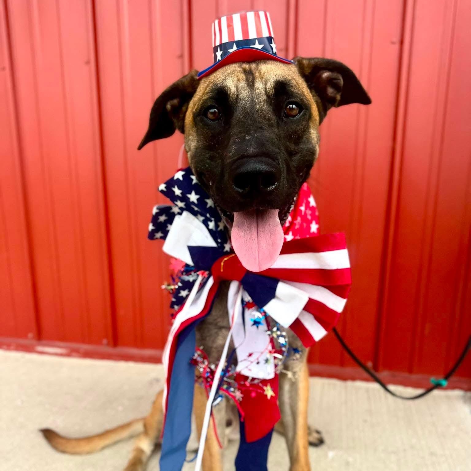 Enlarge Maverick, a ADOPTABLE mixed breed in Minooka, IL image 2/6