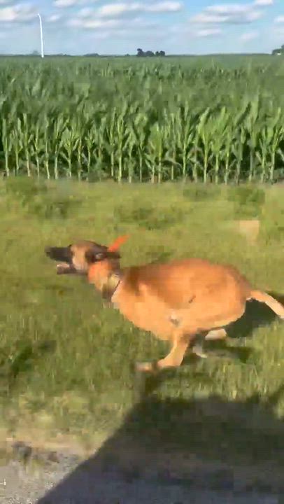 Enlarge Maverick, a ADOPTABLE mixed breed in Minooka, IL video 5/6
