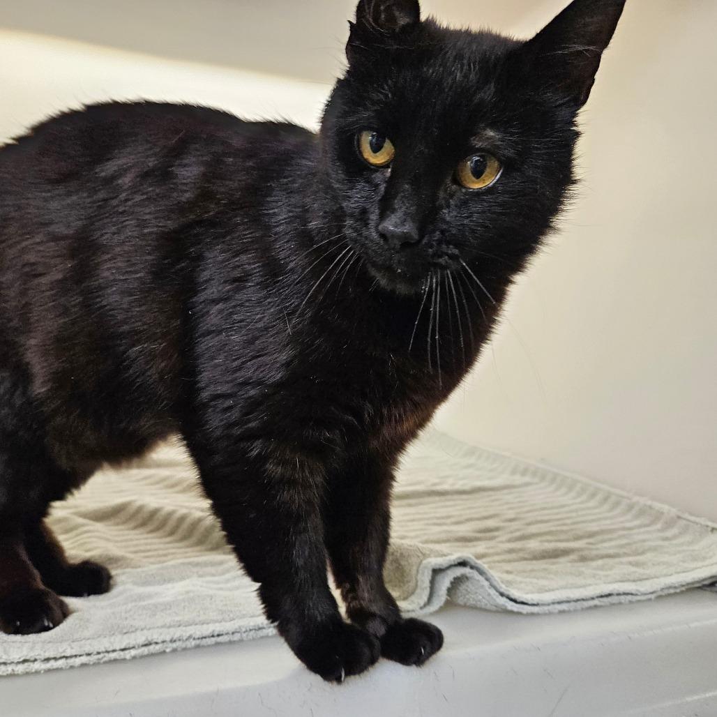 Lovebug, Adoptable, Adult Male Domestic Short Hair.