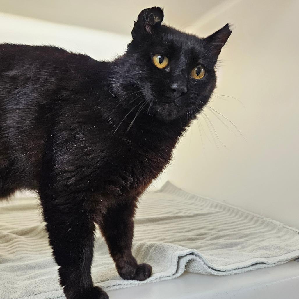 Enlarge Lovebug, a Adoptable Domestic Short Hair in Harrisonburg, VA image 2/3