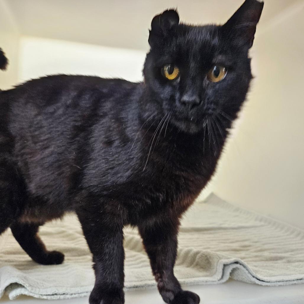 Enlarge Lovebug, a Adoptable Domestic Short Hair in Harrisonburg, VA image 3/3