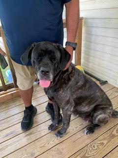 Nikki, Adopted, Young Female Mastiff.