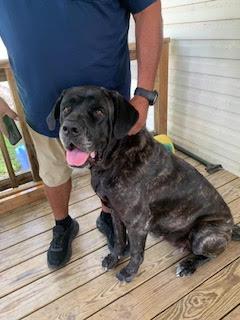 Nikki, a Adopted Mastiff in Edmond, OK image 2/2