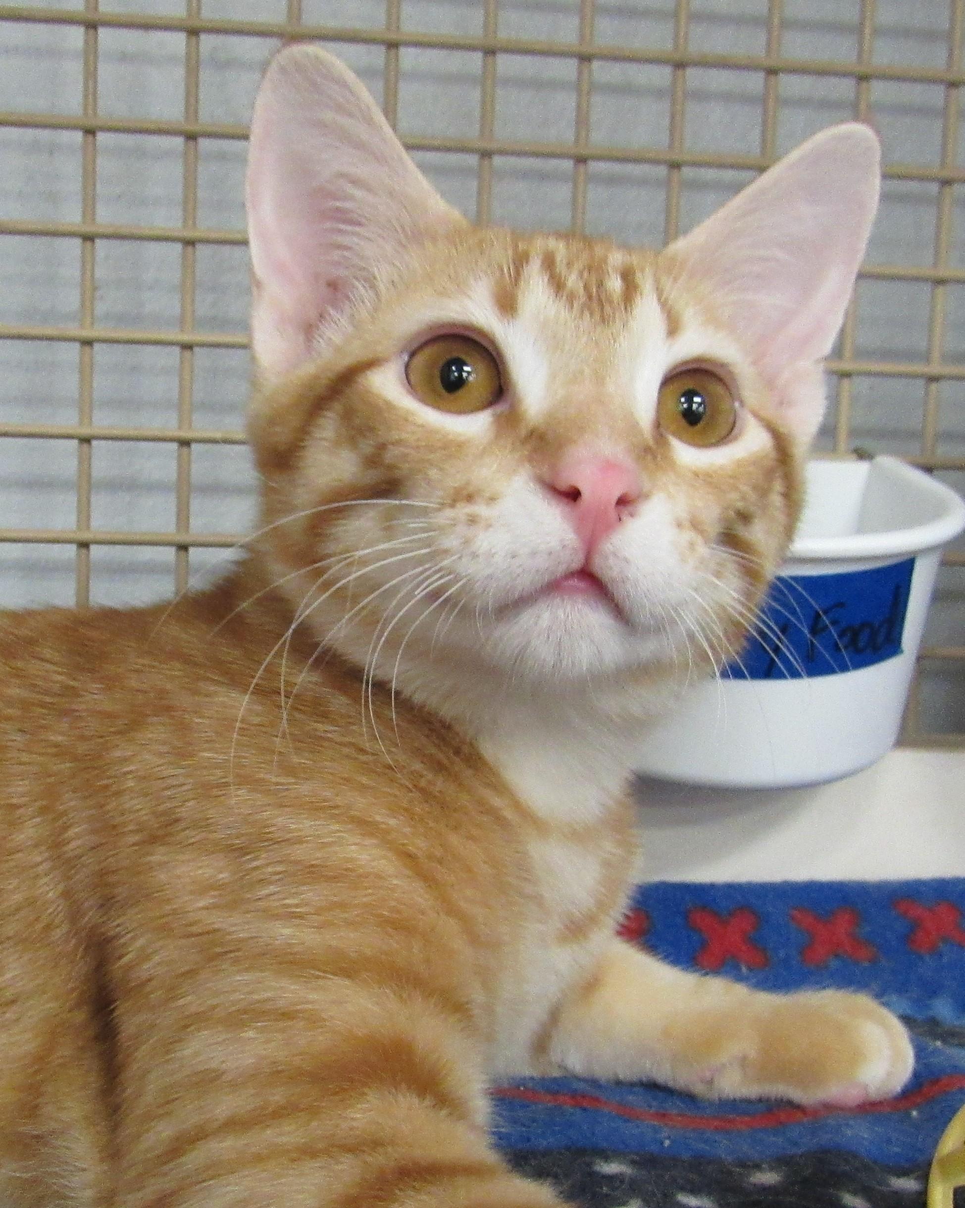Enlarge Snap, a Adoptable mixed breed in Conroe, TX image 1/4