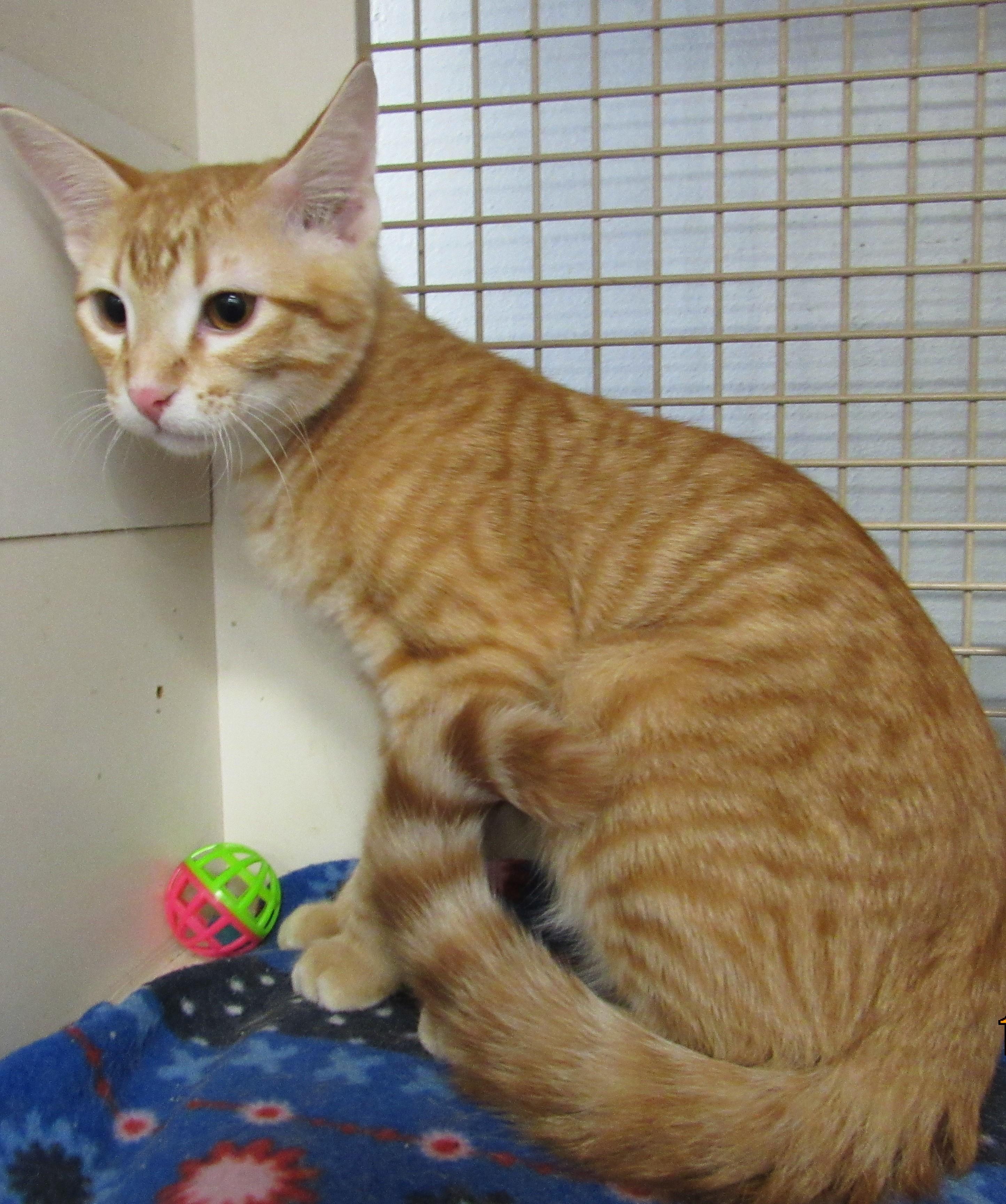 Enlarge Snap, a Adoptable mixed breed in Conroe, TX image 2/4