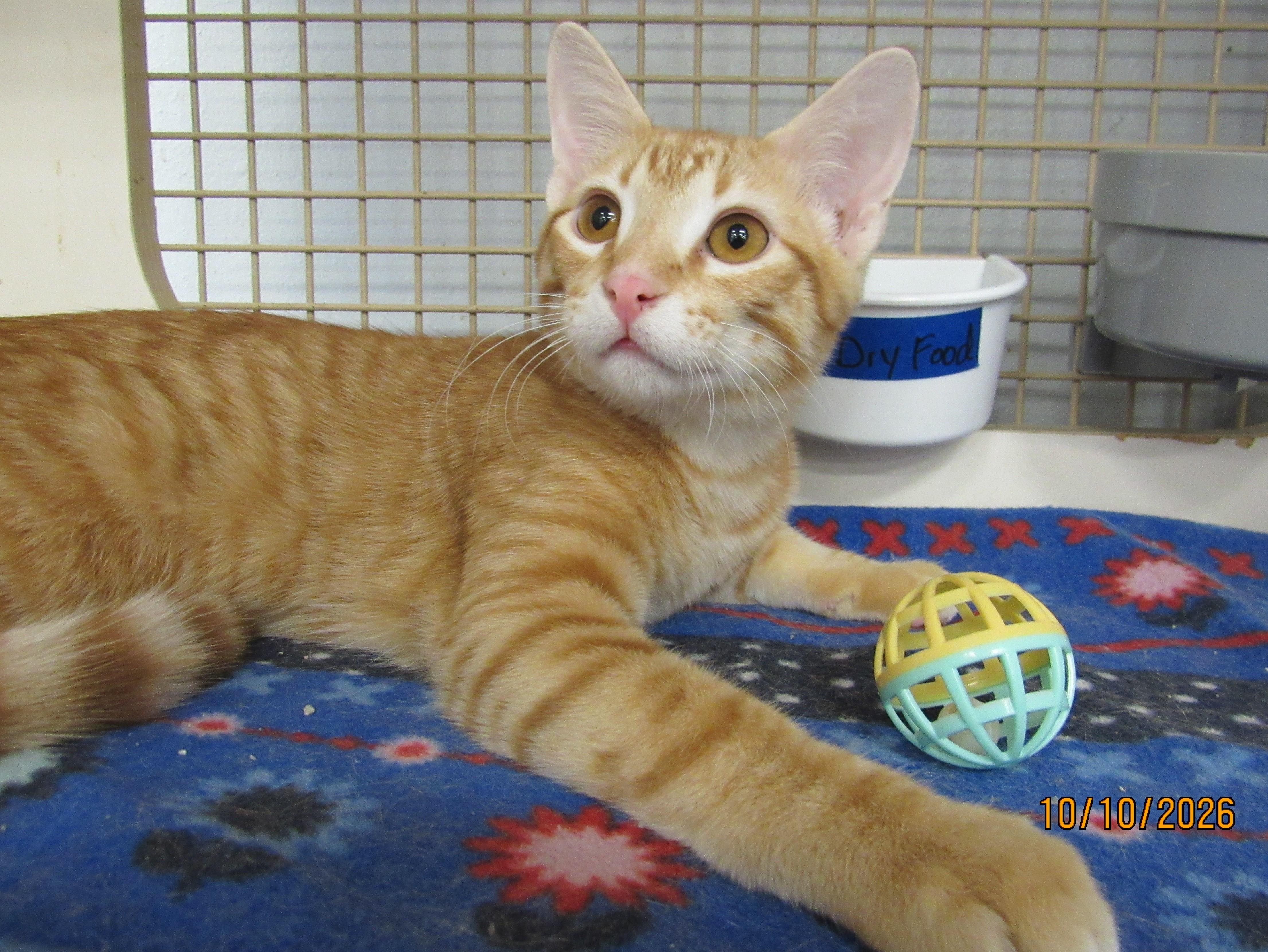 Enlarge Snap, a Adoptable mixed breed in Conroe, TX image 3/4