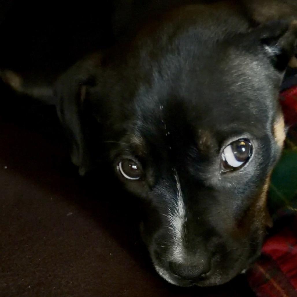 Lilo — thumbnail 2