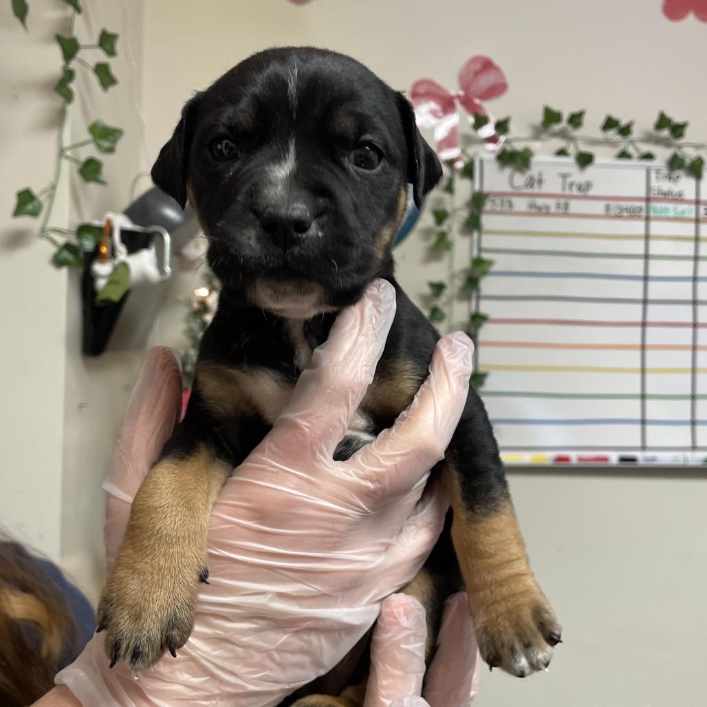 Lilo — thumbnail 3