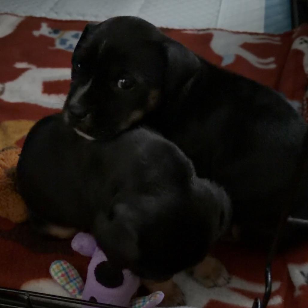 Lilo — thumbnail 4