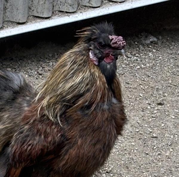 Chita, Adoptable, Young Male Chicken.