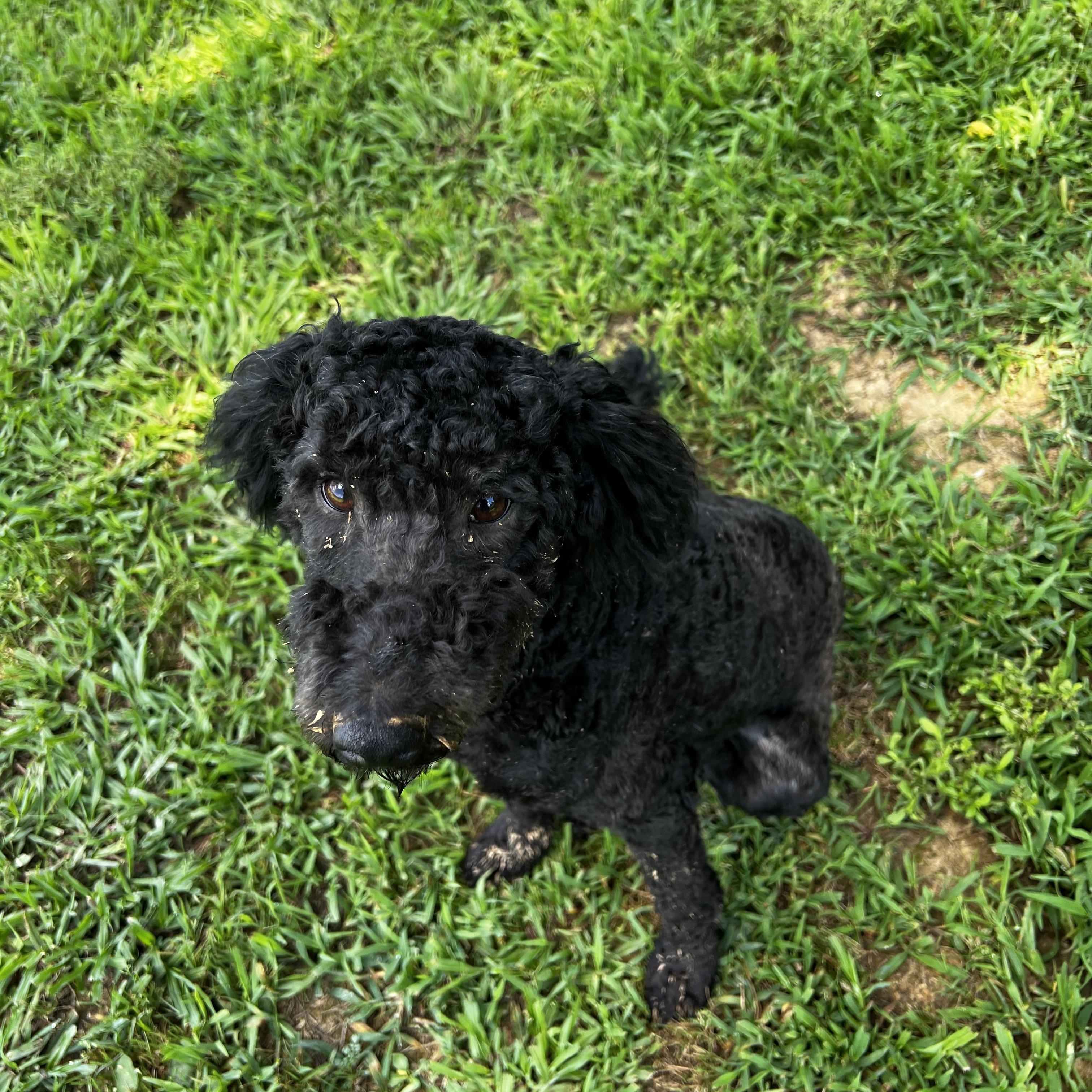 Enlarge Sweet Tart, an adoptable mixed breed in Woodlawn, TN image 3/3