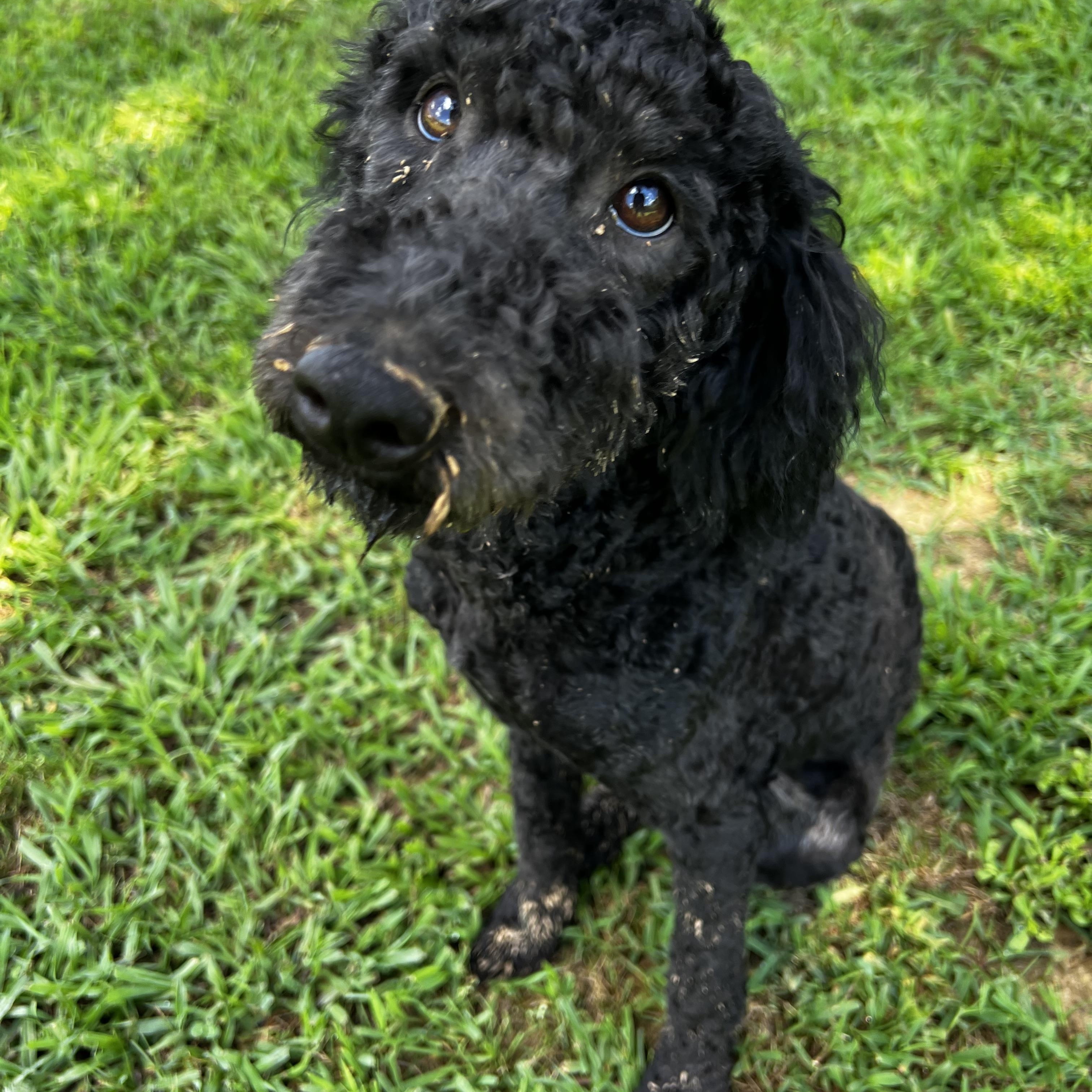 Sweet Tart, adoptable, Young Female Border Collie & Poodle.