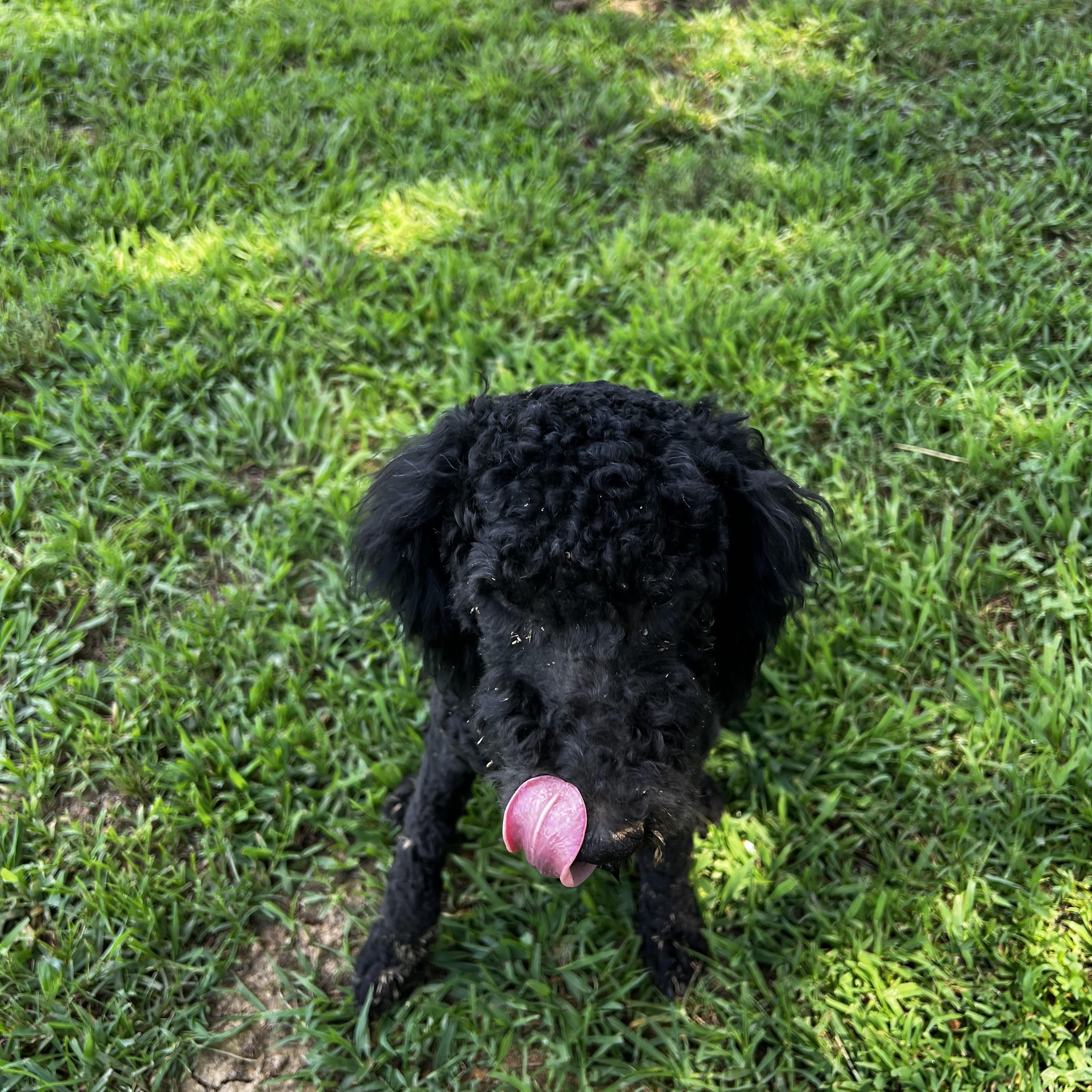 Enlarge Sweet Tart, an adoptable mixed breed in Woodlawn, TN image 2/3