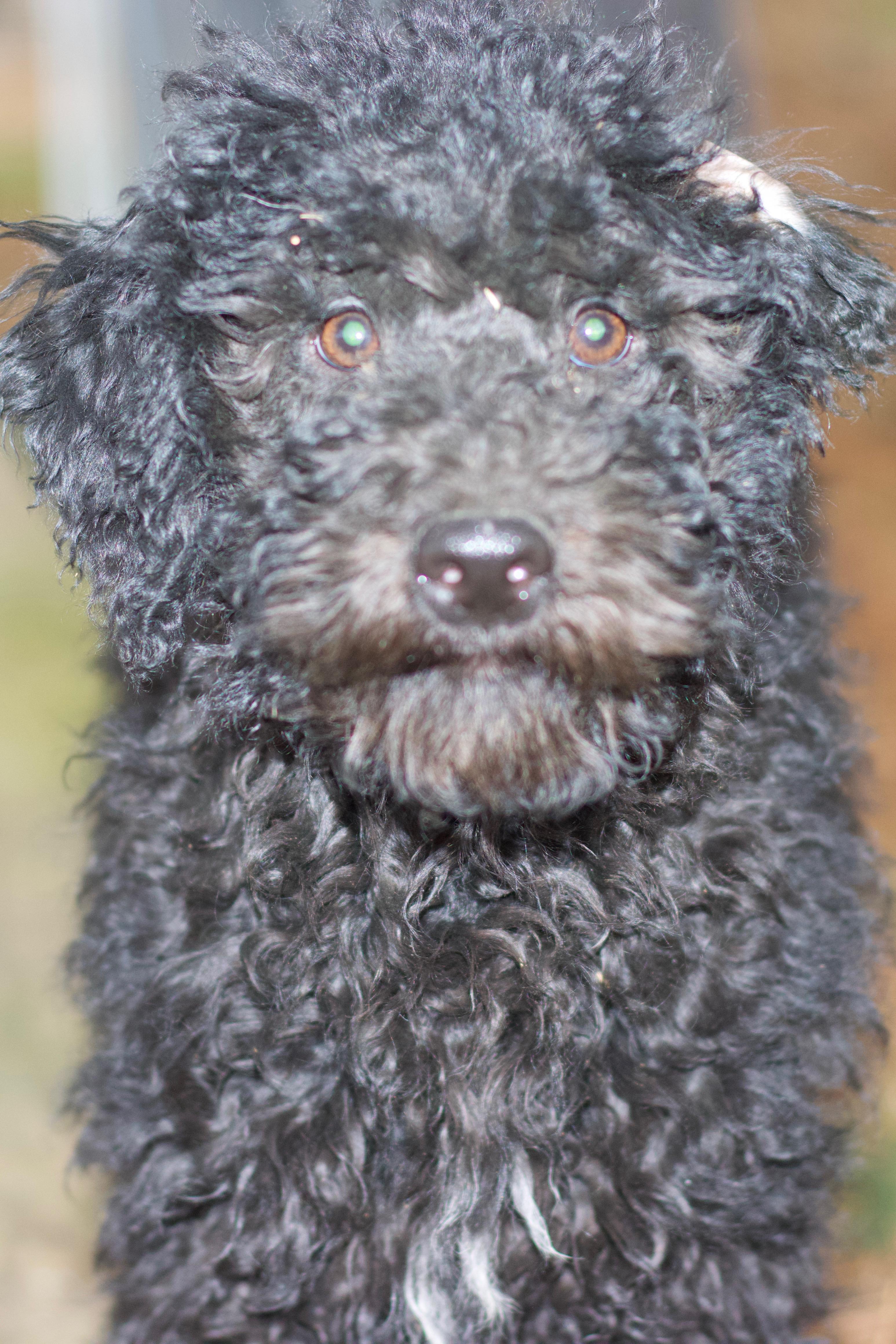 Sweet Tart, an adopted mixed breed in Woodlawn, TN image 2/2