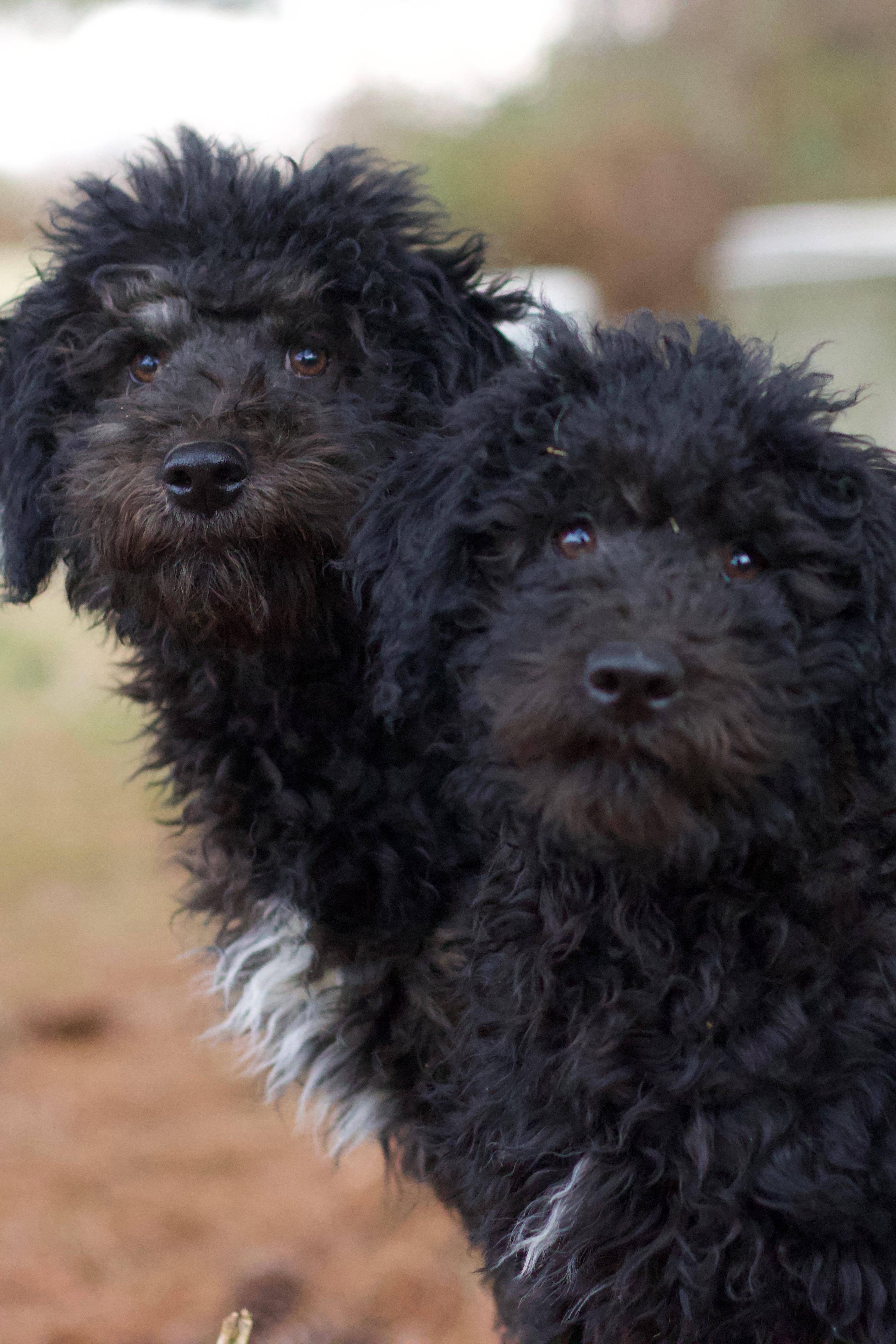 Sweet Tart, Adoptable, Puppy Female Border Collie & Poodle.