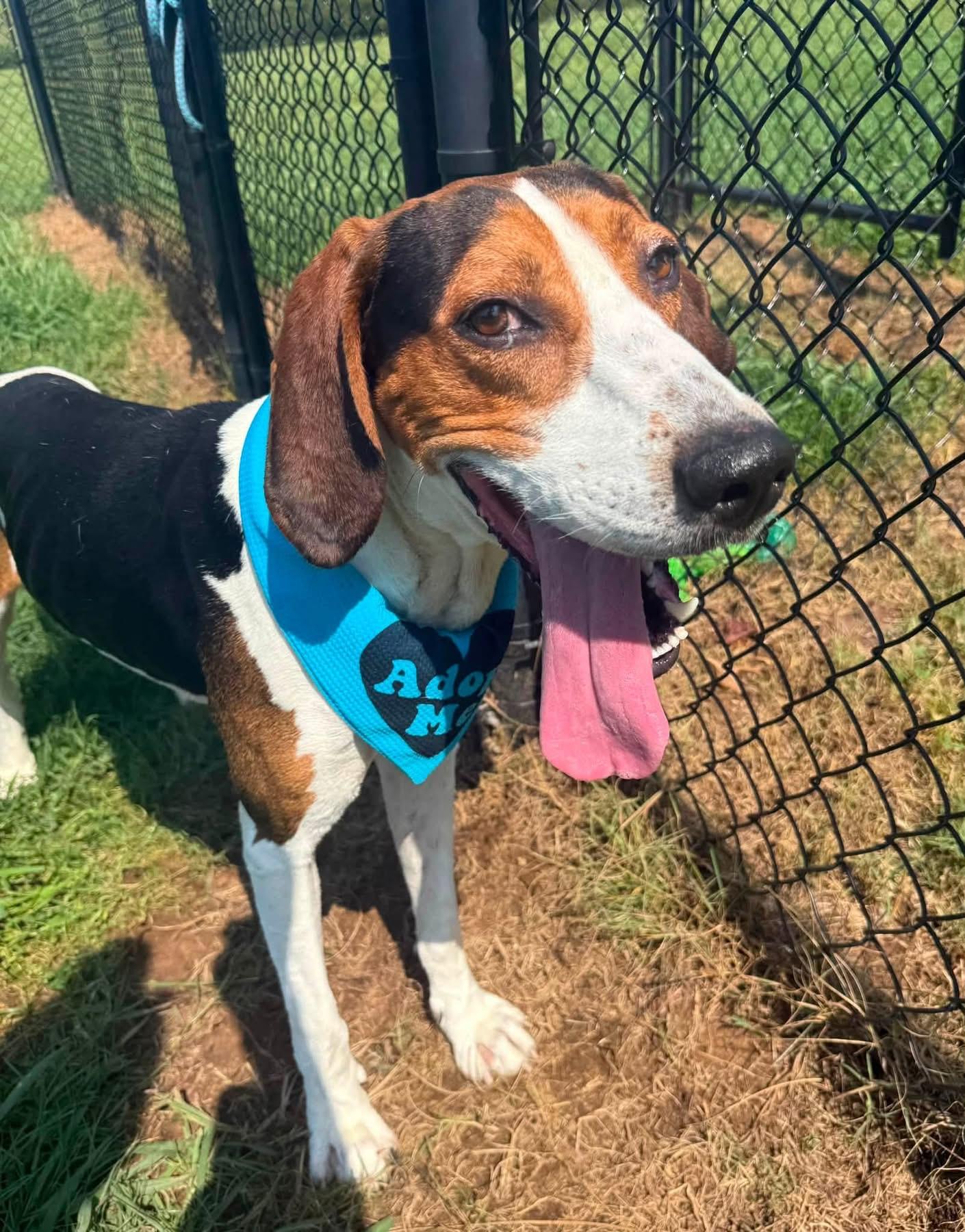 Clyde, adoptable, Young Male Treeing Walker Coonhound.