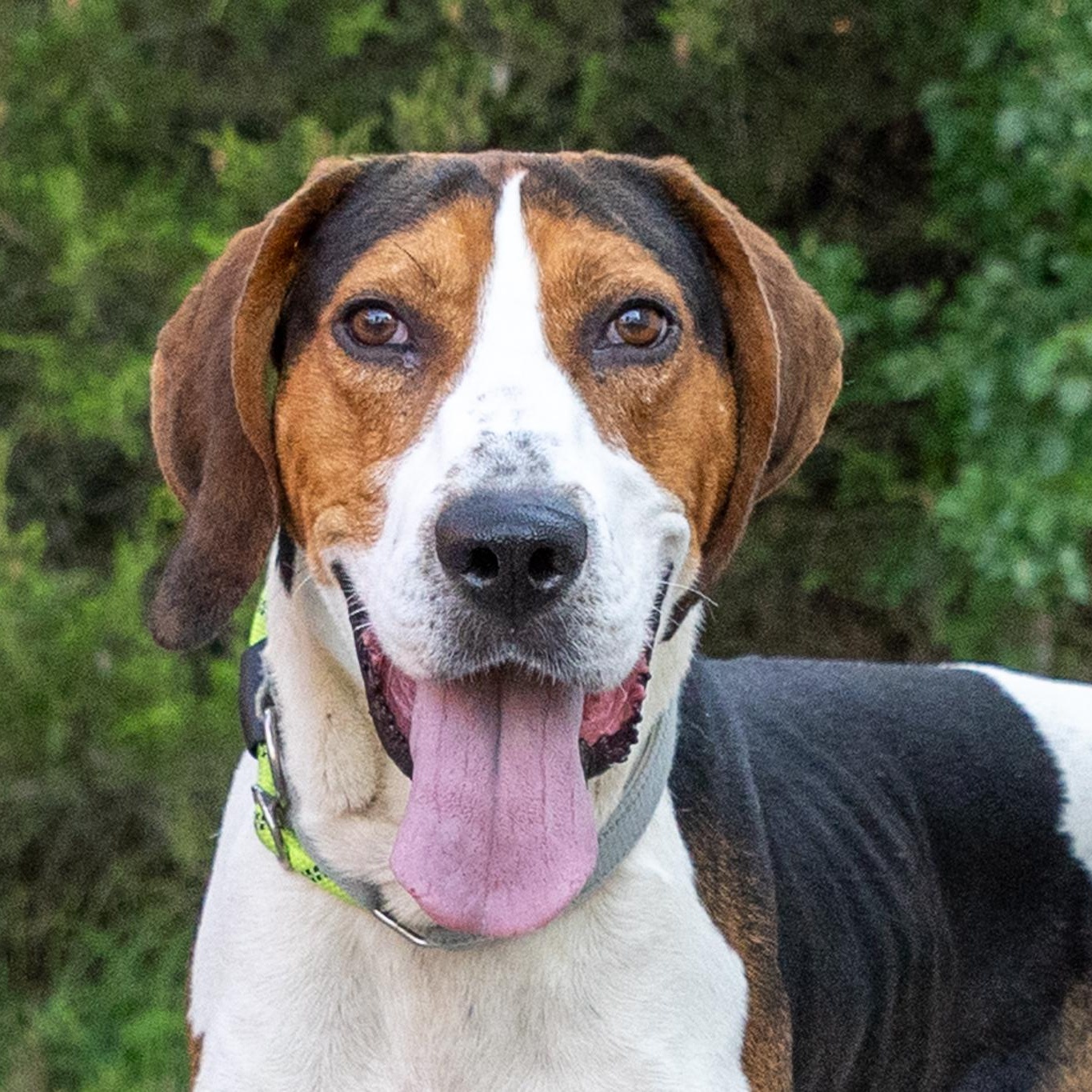Enlarge Clyde, an adoptable mixed breed in Lebanon, TN image 1/6