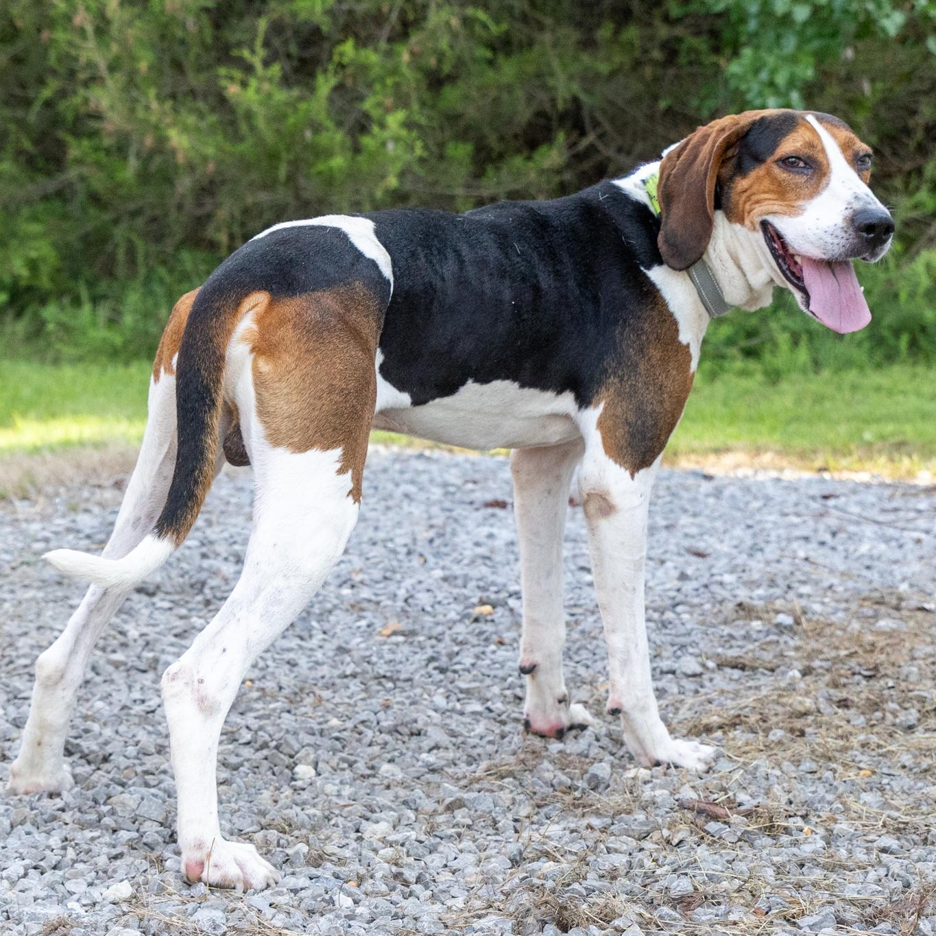 Enlarge Clyde, an adoptable mixed breed in Lebanon, TN image 2/6