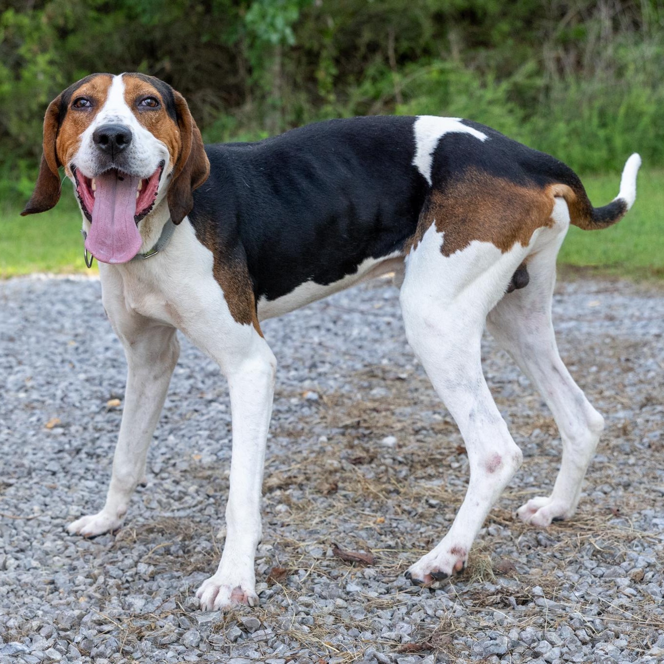 Enlarge Clyde, an adoptable mixed breed in Lebanon, TN image 3/6