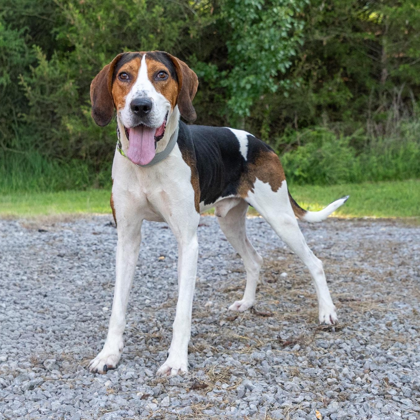 Enlarge Clyde, an adoptable mixed breed in Lebanon, TN image 5/6