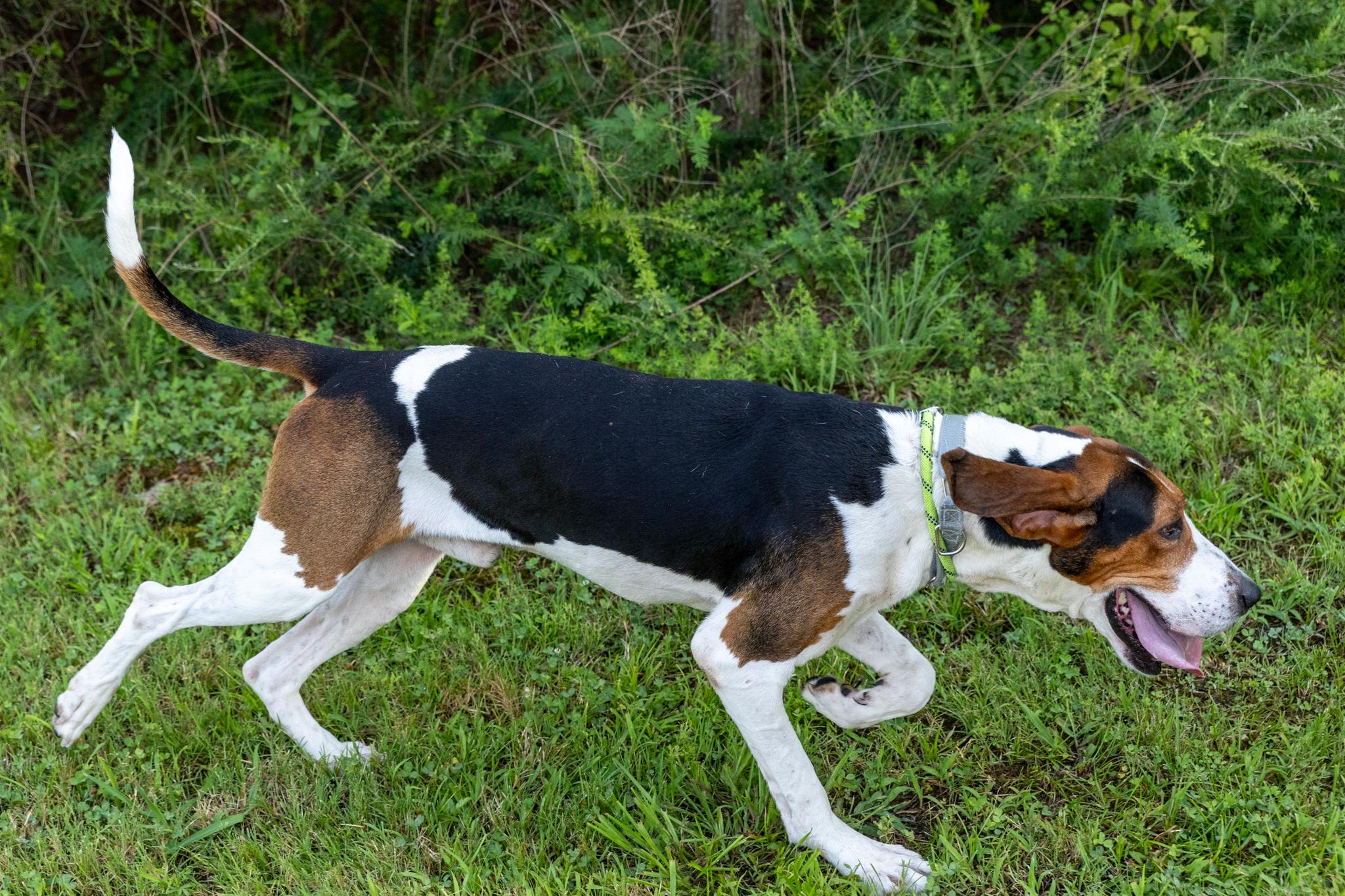 Enlarge Clyde, an adoptable mixed breed in Lebanon, TN image 6/6