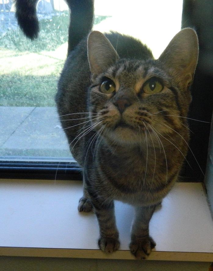 Alice, Adopted, Adult Female Domestic Short Hair.