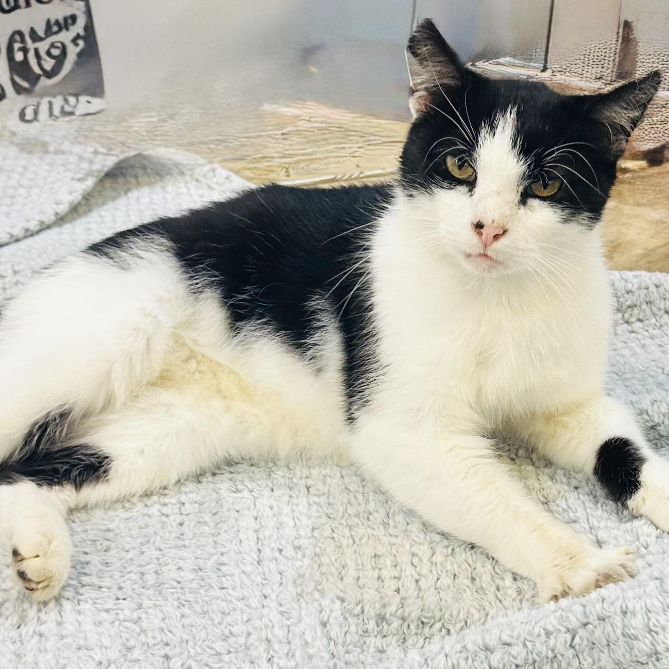 Enlarge Hercules, a Adoptable American Shorthair in Charles City, IA image 1/2