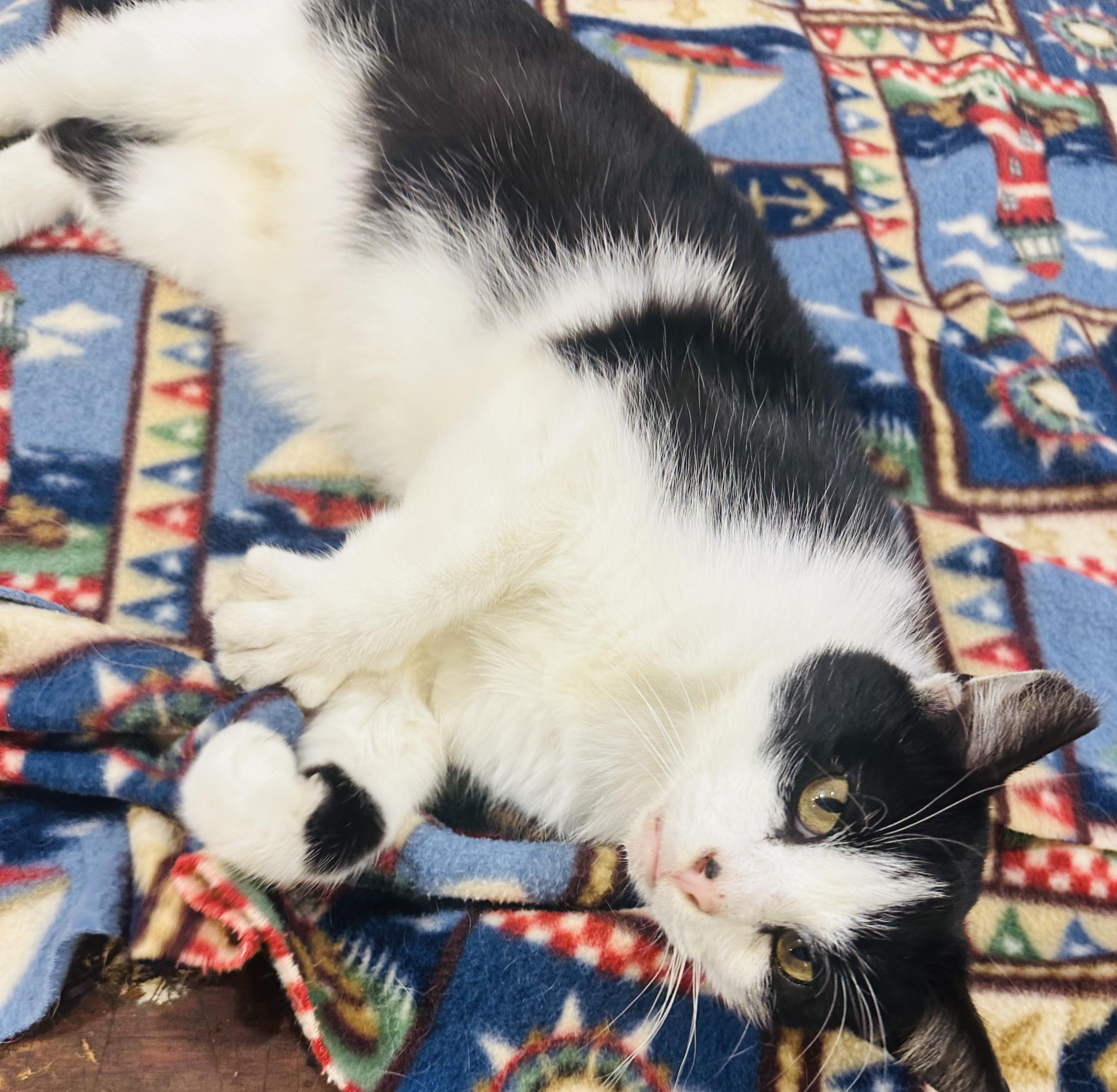 Enlarge Hercules, a Adoptable American Shorthair in Charles City, IA image 2/2