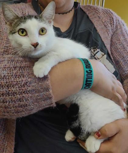 Enlarge Kaylee, a Adoptable Domestic Short Hair in La Harpe, KS image 1/3