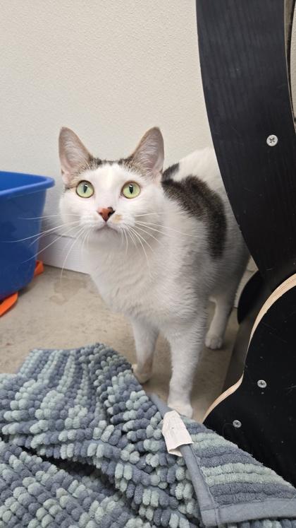 Kaylee, Adoptable, Adult Female Domestic Short Hair & Domestic Short Hair.