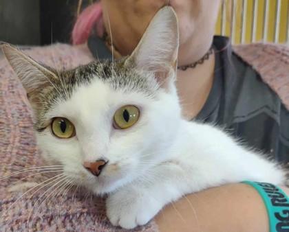 Enlarge Kaylee, a Adoptable Domestic Short Hair in La Harpe, KS image 2/3