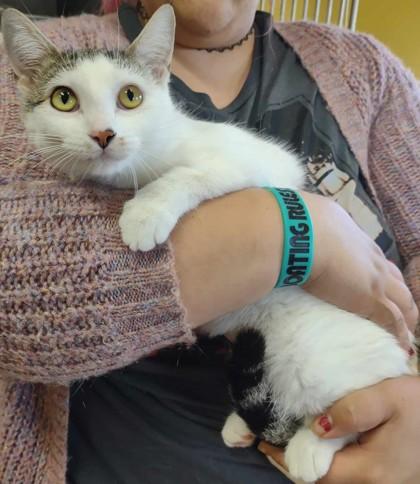 Enlarge Kaylee, a Adoptable Domestic Short Hair in La Harpe, KS image 3/3